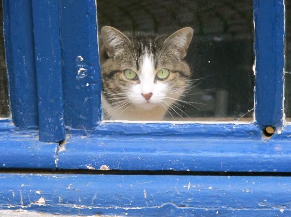 Chat à la fenêtre bleue